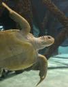 El Rey Midas, una tortuga verde de 136 kilos fue captada en el tanque de un Acuario en Nueva Orleans Luisiana.
