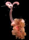 Una Flor gusano ‘come-huesos’ fue captada en Suecia.
El Museo de Historia Natural de Londres anunció el descubrimiento de la ‘Osedax Mucofloris’ que significa la Flor ‘come-huesos’ en octubre de 2005.
Los científicos descubrieron una gran cantidad de esta especie de gusano comiendo los huesos de una ballena.