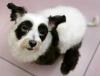 El perro llamado  'Columbo', es el resultado del cruce de un poodle y un maltés, parece un panda y es famoso en Japón.