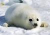 Las focas hembra alumbran sus cachorros en la costra helada que habitualmente debería cubrir amplias zonas del golfo de San Lorenzo a finales de febrero y principios de marzo.

Durante las primeras semanas, los cachorros son incapaces de nadar por lo que si caen al agua, su muerte es casi segura.