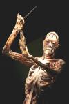 Fotografía de un cuerpo humano disecado, sin piel, que forma parte de una exposición que se ha abierto al público con el fin de educar e infromar sobre las funciones internas del cuerpo humano y el cerebro, en Londres, Reino Unido.