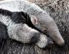 La cría de oso hormiguero yace tranquilamente en el lomo de su madre en el zoo de Dortmund, Alemania.
El pequeño se llama Xerox y nació el pasado 7 de abril. 
Es el oso hormiguero número 50 que nace en el zoo de Dortmund, que tiene el récord de cría de osos hormigueros.
