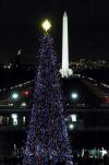 El pacific Silver Fir de 65 pies de altura, decorado con 3 mil adornos navideños y 10 mil  luces de colores, pertenece al parque nacional olímpico de Washington.