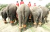 Tailandia celebró el Día Nacional del Elefante con un festejo al que asistieron alrededor de 400 personas, entre ellas varios monjes.