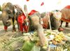 Los elefantes comen en promedio 225 Kg. de vegetal al día y beben hasta 190 litros de agua.