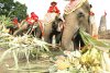 Dos retratos de los candidatos a la presidencia de Estados Unidos, Barack Obama y Hillary Clinton, son mostrados a la entrada de un buffet libre para elefantes organizado para celebrar el Día Nacional del Elefante en la ciudad de Ayutthaya (Tailandia).