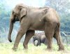 Max, posiblemente el elefante más alto de Tailandia (de 3.35 metros), tiene entre 60 y 70 años, tiene una pata rota y vive en el Parque Natural de los Elefantes, en el valle de Mae Tang (Tailandia). A Max le trajeron al parque en 2002, después de haber sido rescatado de una vida de esclavitud. Sufrío varias palizas y estaba permanentemente encadenado. Mientras pedía limosna con su dueño en la calle, fue arrollado por un camion de 18 ruedas y arrastrado 4.5 metros por el asfalto.
