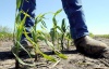 En el estado de Iowa, se han perdido la producción de unos 5 millones de acres de cultivos de maíz y soya, entre otros.