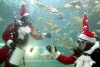 Dos buceadores disfrazados de Santa Claus dan de comer a los peces de un acuario del Zoo de Chiang Mai, en la provincia de Chiang Mai (Tailandia).