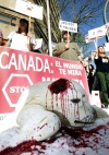 Activistas de la ONG Equanimal se concentraron en la Puerta del Sol de Madrid, desnudos y cubiertos de sangre artificial, para protestar contra la matanza de focas en Canadá.