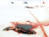 Cada año, a comienzos de la primavera, los cazadores acuden a regiones del norte del país norteamericano para matar a golpes a miles de crías de focas.