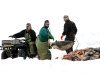 En 2007, las malas condiciones del hielo provocaron una elevada mortalidad entre las crías recién nacidas lo que obligó a las autoridades canadienses ha reducir el número de focas que podían ser cazadas.