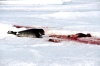 Las focas necesitan parir sobre hielo sólido para asegurar la supervivencia de sus crías que durante los dos primeros días no pueden nadar.