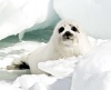 Canadá está 'bastante decepcionada' con los países de la Unión Europea (UE) después de que la comisión de Mercado Interior del Parlamento Europeo (PE) propusiese la prohibición de productos derivados de focas.