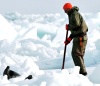 La primera etapa de la caza comercial de focas en Canadá terminó tras la captura de más de 19 mil ejemplares en el Golfo de San Lorenzo.