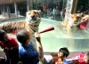 Según el calendario chino, el Año del tigre comenzará el domingo 14 de febrero de 2010 y terminará el 2 de febrero de 2011.
