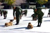 En la actividad hubo demostración de unidades del cuerpo militar y del grupo canino.