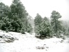 Sierra de Tamazula Durango, nevadas febrero y marzo 2010. Enviada por Rey David Torres Gonzalez.