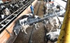 Una vaca se refresca en una ducha en UIetze, Alemania. La continua y prolongada ola de calor ha obligado a los granjeros a conseguir nuevas formas de refrescar a su ganado.