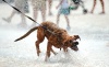 Un perro se refresca en una fuente de Breslavia, Polonia, durante un día en el que el termómetro ha alcanzado los 30º grados.