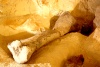 Fósiles marinos, huesos de dinosaurio y mamut, caparazones de tortuga, puntas de flechas, petroglifos son parte de las colecciones.