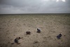 La fotografía del reportaje Escape de Somalia, marzo: cuatro refugiados somalíes en ruta a Yemen duermen en el desierto tras viajar toda la noche por carreteras embarradas y bajo la lluvia, tomada el 15 de marzo de 2010 por el fotógrafo canadiense Ed Ou para Getty Images ha ganado el 1º premio en la categoría de 'reportaje gráfico de temas contemporáneos'.