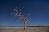 Varios troncos de palmeras moribundas situadas en la orilla de la playa de Salton Sea (EU).