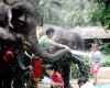 Niños arrojan agua a los elefantes celebrando el Songkran.