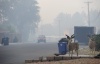 Unos ciervos pasean entre una nube de humo provocada por el incendio que está devastando el norte de Nuevo México, Estados Unidos, en la ciudad de Los Álamos