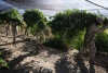 En la erradicación de este plantío trabajan al menos 200 soldados con la técnica de arranque de raíz e incineración en el propio lugar para evitar que la hierba retoñe.