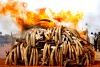 Una enorme pila de colmillos de elefante fue devorada por el fuego siguiendo las instrucciones del presidente keniano, Mwai Kibaki.