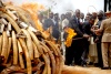 Un guardaespaldas ayuda al presidente keniano Mwai Kibaki a prender una gigantesca pila de colmillos de elefante en el Parque Nacional del Tsavo.