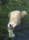 El oso polar Vitus se refresca en la piscina de su recinto en el zoo de Budapest, Hungría.