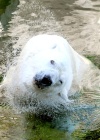 El oso polar Vitus se refresca en su recinto en el zoo de Budapest.