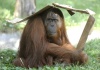 El orangután Chuij se tapa con restos de una caja de cartón en recinto en el zoo de Budapest.
