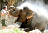La elefanta asiática Hella es regada por un cuidador en su recinto en el zoo de Budapest, Hungría, por las altas temperaturas, debido a una ola de calor de origen africano.