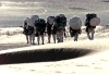 Marines de la 15th Unidad Expedicionaria de Marines (MEU, en inglés), marchando para tomar posiciones en el desierto al atardercer en el sur de Afganistán.