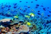 La Gran Barrera de Coral (Great Barrier Reef) es el mayor arrecife de coral del mundo. El arrecife está situado en el Mar del Coral, frente a la costa de Queensland al noreste de Australia, al sureste de Nueva Guinea occidental y al sur de Papúa Nueva Guinea. El arrecife, que se extiende sobre unos 2600 kilómetros de longitud, puede ser distinguido desde el espacio.