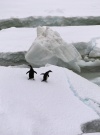 El 'instinto maternal' del pingüino adelaida, destaca ante la atenta mirada de dos 'camaradas'.