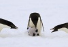 El 'instinto maternal' del pingüino adelaida, destaca ante la atenta mirada de dos 'camaradas'.