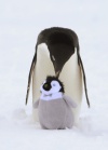 Un pingüino 'adelaida' cuida de un peluche puesto por los exploradores del rompehielos australiano Aurora Australis.