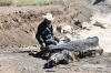 Animales buscan agua en el lugar donde quedaba una inmensa laguna en el municipio de Puerto Grande, estado de Nuevo León (México).