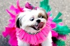 Hasta las mascotas se llenaron de color y alegría en el primer día de carnaval en Brasil.