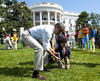 El acontecimiento anual, incluye carreras en busca de huevos pascuales escondidos en la hierba de los jardines de la Casa Blanca.