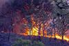 Al menos 500 hectáreas se han visto afectadas por un incendio en la zona protegida del bosque "La Primavera", en Guadalajara, capital del occidental estado de Jalisco.