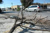 Las ramas de varios árboles de Escobedo y casi calle diez quedaron regadas en las banquetas y las mismas calles.