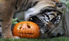 El Halloween llegó hasta el zoo de Londres, donde colocaron calabazas junto a los animales.