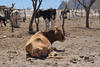 2012. Sequía | La pérdida de nueve mil 952 cabezas de ganado durante 2012, fue lo que se registró en todo el estado de Coahuila a causa de los estragos de la sequía, informó el titular de la Sagarpa, Luis Gurza Jaidar.