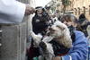 Iglesias españolas recibieron a diversas mascotas para ser bendecidas
 en el día de San Antón, patrón de los animales.