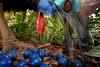 Imagen tomada por el fotógrafo alemán Christian Ziegler el 16 de noviembre de 2012 en Black Mountain Road, Australia, que ha ganado el primer premio en la categoría de "Naturaleza".

 La imagen muestra un ejemplar de casuario común, especie en peligro de extinción, que se alimenta con la fruta de un árbol mármol azul en Black Mountain Road, Australia.